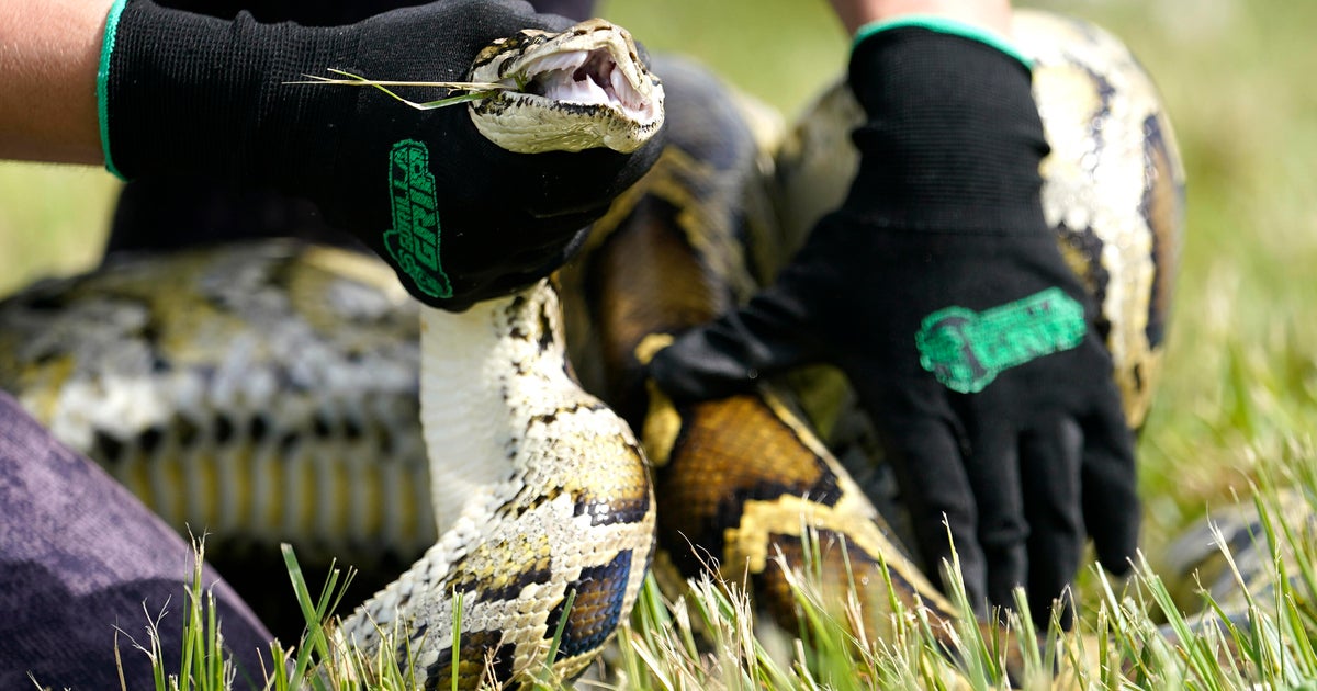 Florida deploys robot rabbits to control invasive Burmese python population Florida deploys robot rabbits to control invasive Burmese python population