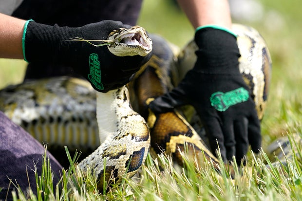 Python medību robotu truši 