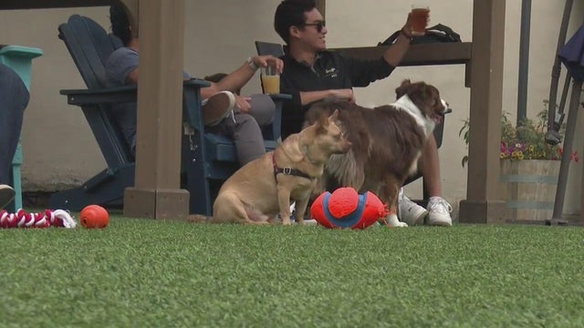 kdka the dog penn 