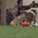 Dog park bar creating special community in Pittsburgh's Strip District 