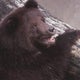 Brookfield Zoo mourns loss of beloved brown bear, Axhi 