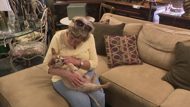 miami-proud-the-pet-project-lisa-pkg-for-air.jpg 