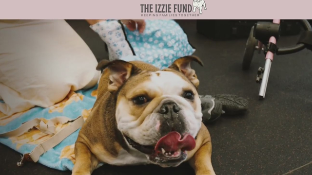 theizziefund.png 