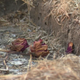 Multiple headstones stolen from cemetery in Compton 