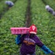 1.2 million immigrants have left the labor force under Trump, data shows 