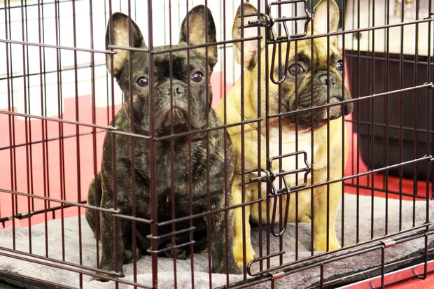 Two caged dogs 