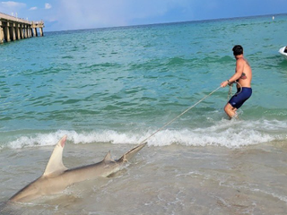 Children catch 7-foot hammerhead shark in Sunny Isles while
