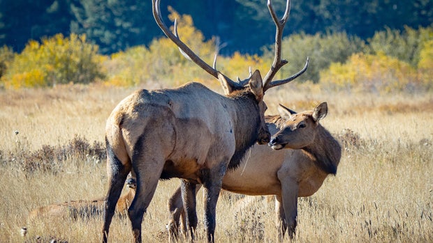 Elk in Rocky Mountain National Park, Colorado 