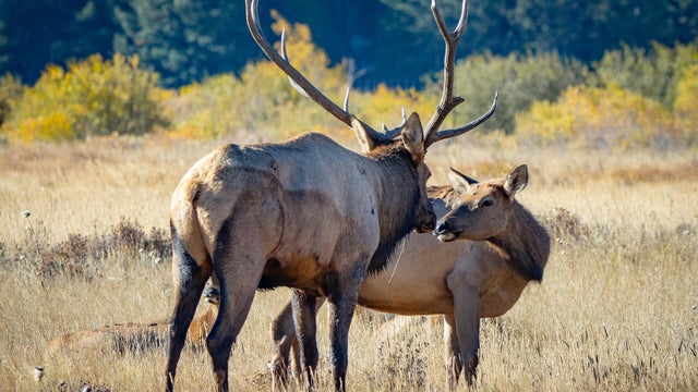 Elk in Rocky Mountain National Park, Colorado 
