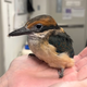 2nd extinct-in-wild Guam kingfisher hatches at National Aviary 