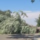 Downburst, not tornado, uproots dozens of trees in Carmichael, officials say 