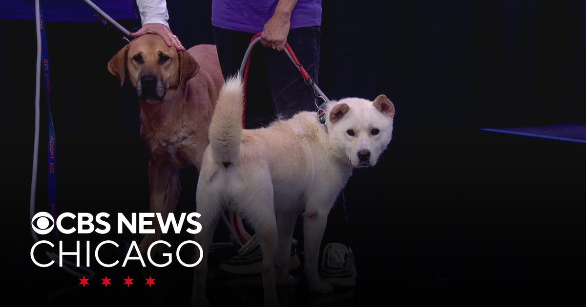 Border Tails Rescue has dogs saved from South Korea up for adoption ...