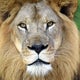 Zoo Miami says goodbye to Kwame, its last lion 