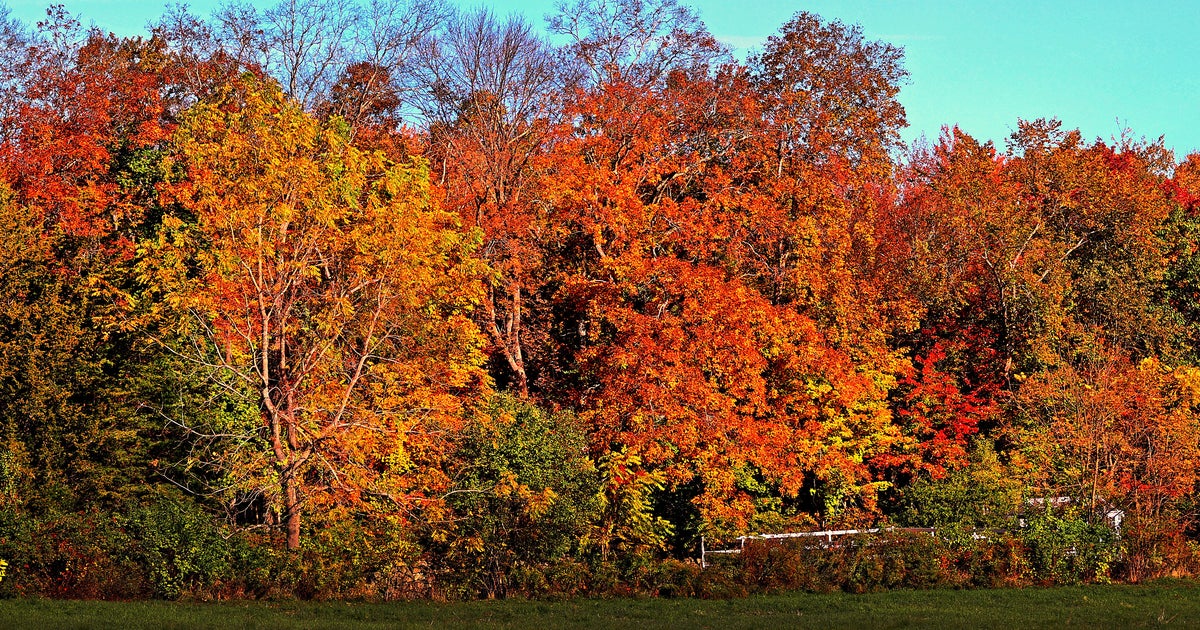 How bright will the fall foliage be? Here's why you'll likely see color ...