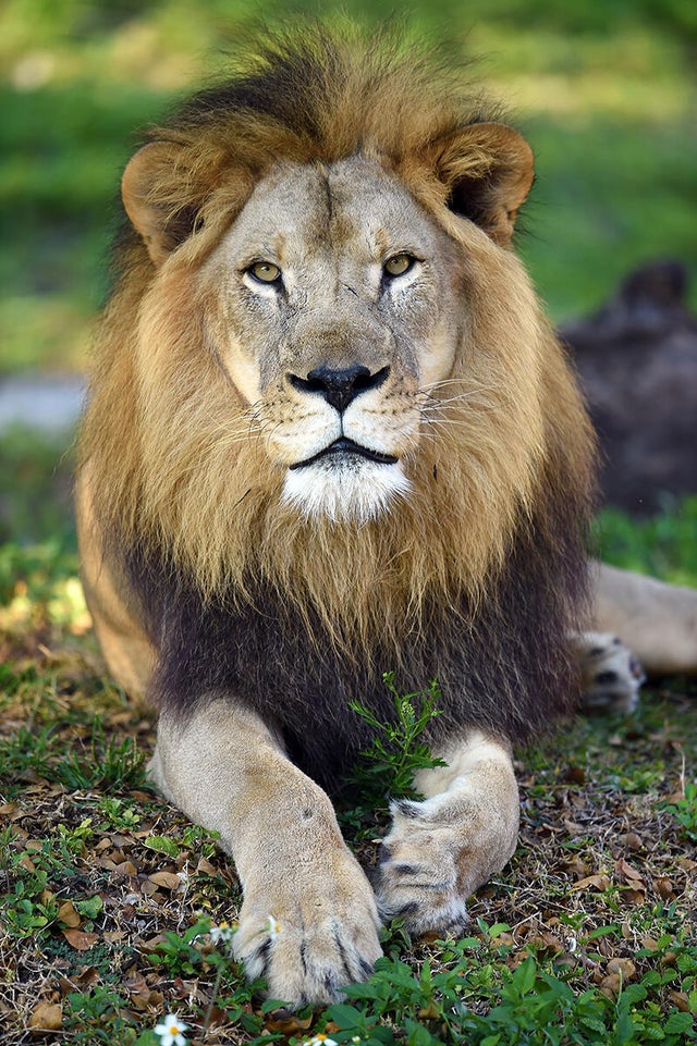 lion-kwame.jpg