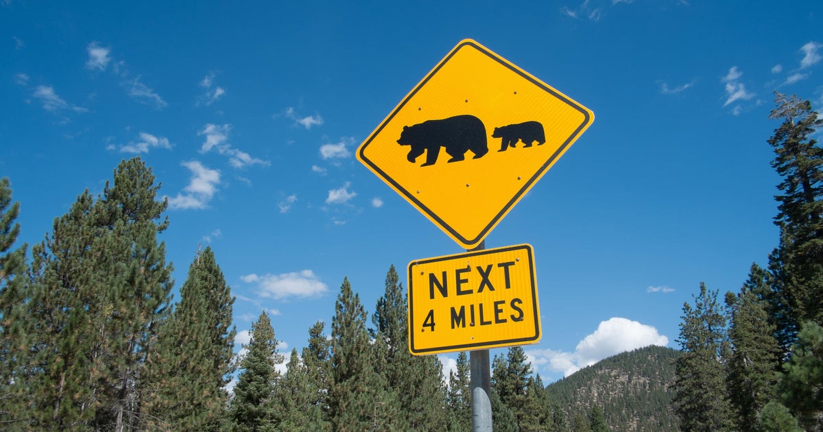 Bear dies in California after being hit by pickup truck on Highway 49