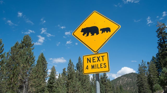Bear warning sign on highway 56, South Lake Tahoe, Nevada, USA 