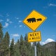 Bear dies in California after being hit by pickup truck on Highway 49 