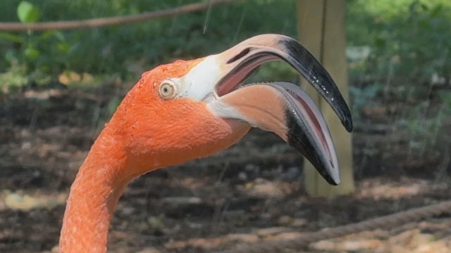 flamingo-phone-video-frame-15549.jpg 