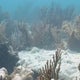 Bay Area scientists helping restore coral reefs damaged by climate change 