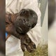 Pygmy hippo born at western Michigan zoo 