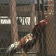 Sacramento County could regulate rooster ownership in effort to protect animals 