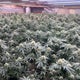 Riverside County deputies seize over 800 marijuana plants from illegal grow operation 
