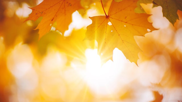 Maple branch with autumnal leaves on the sunny background in the forest. 
