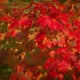 Will Minnesota get a colorful fall? U forestry specialist thinks so 