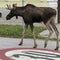 A border-crossing moose named Emil is captivating Austria