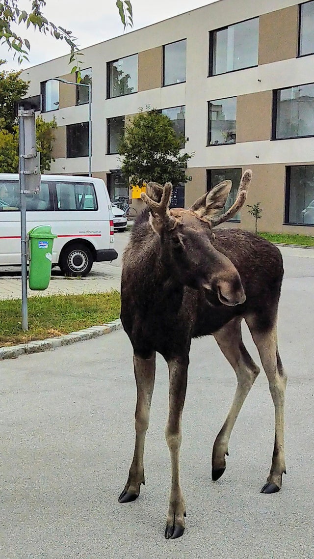 Austria Moose 