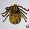 An invasive tick has been spotted in a new location. Here's what to know.