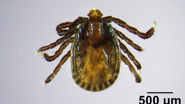 haemaphysalis-longicornis.jpg 