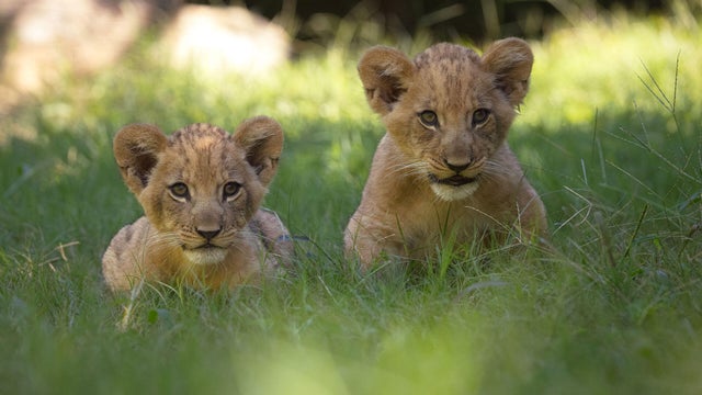 lion-cubs.jpg 