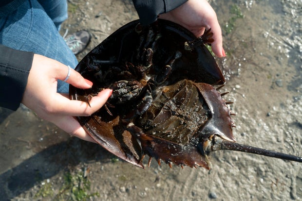 US-ENVIRONMENT-CONSERVATION-HORSESHOE-CRABS 