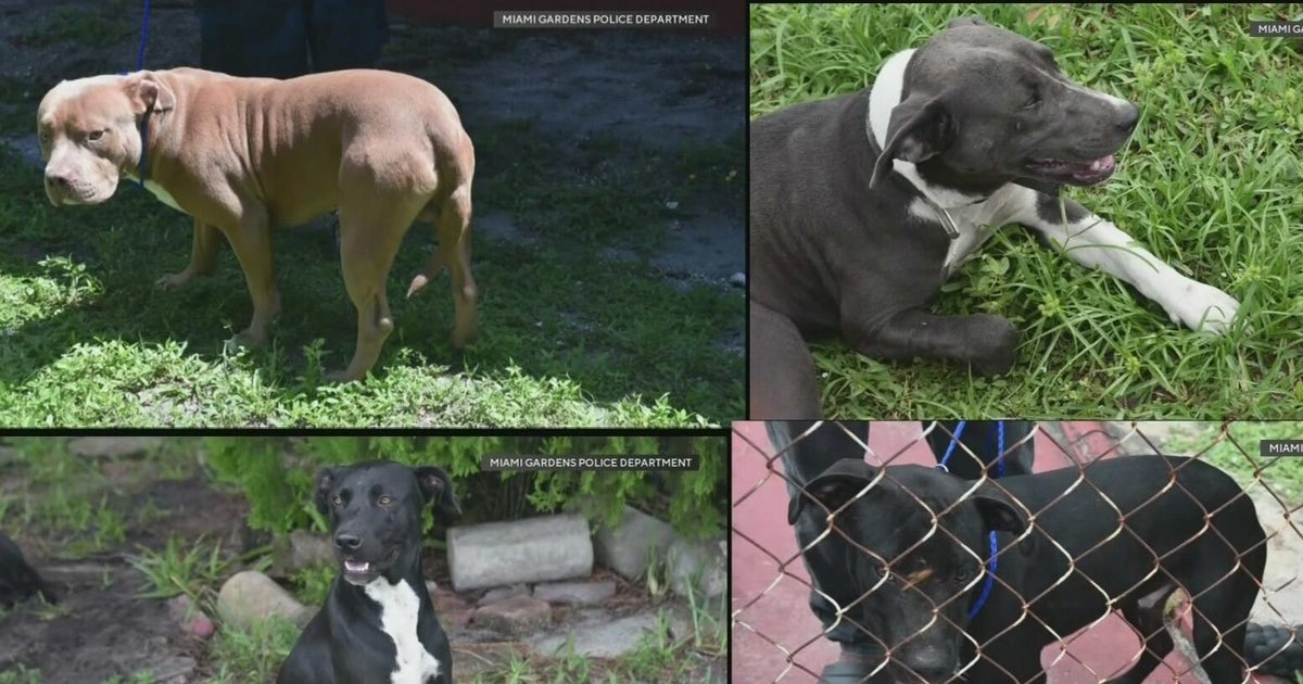 Police release photos of dogs believed to have been involved in fatal attack of Miami Gardens woman – CBS News