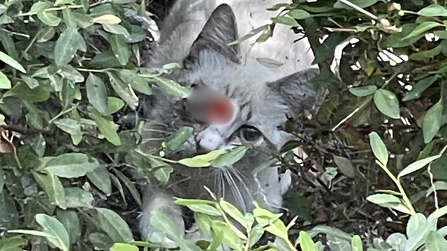 Rowlett kitten 