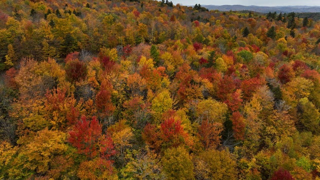 Fall foliage in Vermont 