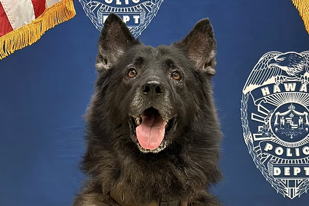 K-9 Archer died last week after being left unattended inside a hot car, according to the Hawaii Police Department, where the K-9 had served since 2021. 