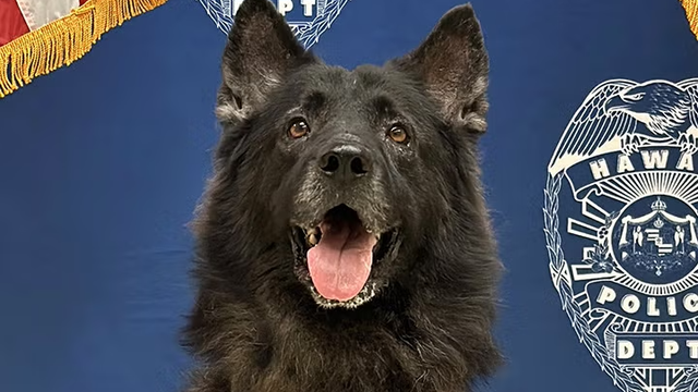 k9-archer-headshot.png 