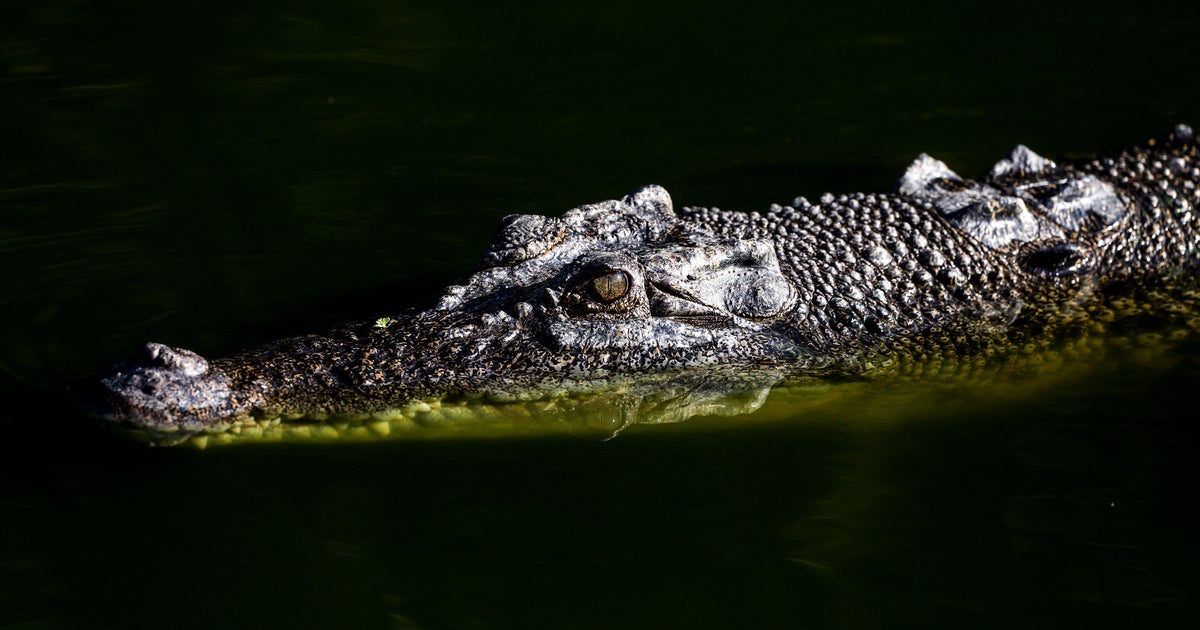 U.S. influencer who filmed himself wrestling wild crocodiles in Australia is under investigation: 