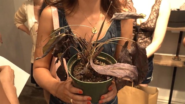 plant-funeral.jpg 