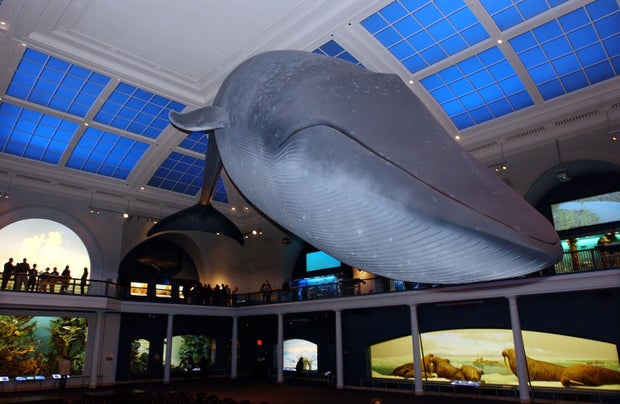 New Ocean Exhibit Set To Reopen In New York