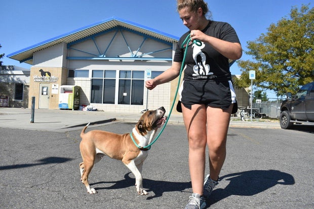 Animal Shelter Meth Smoke 