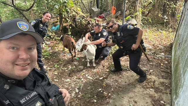 Lost Goats Rescued in Baltimore, Maryland 