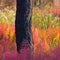Nature: Forest regrowth in New Mexico