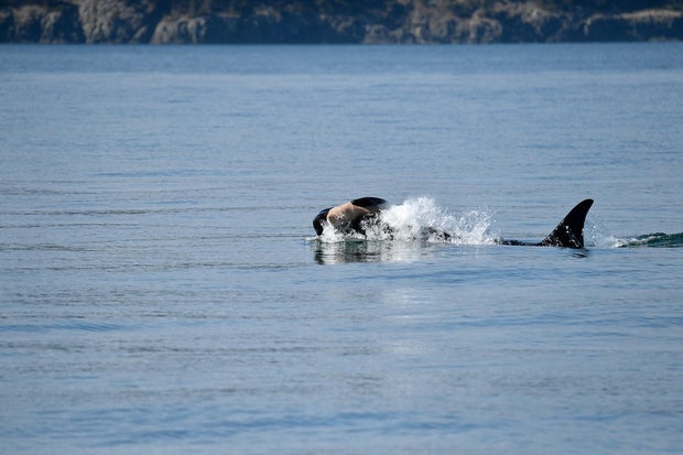 Endangered Orca Dead Calf 