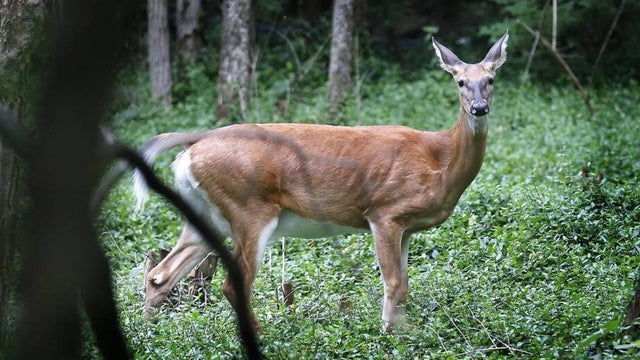 White-Tailed Deer 