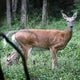 Outbreak of Hemorrhagic Disease reported in Maryland's White-tailed deer 