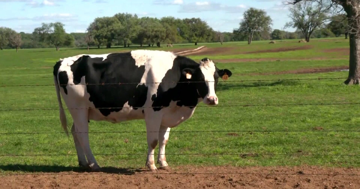 Stanislaus County ag production sees steep decline after avian flu, report shows